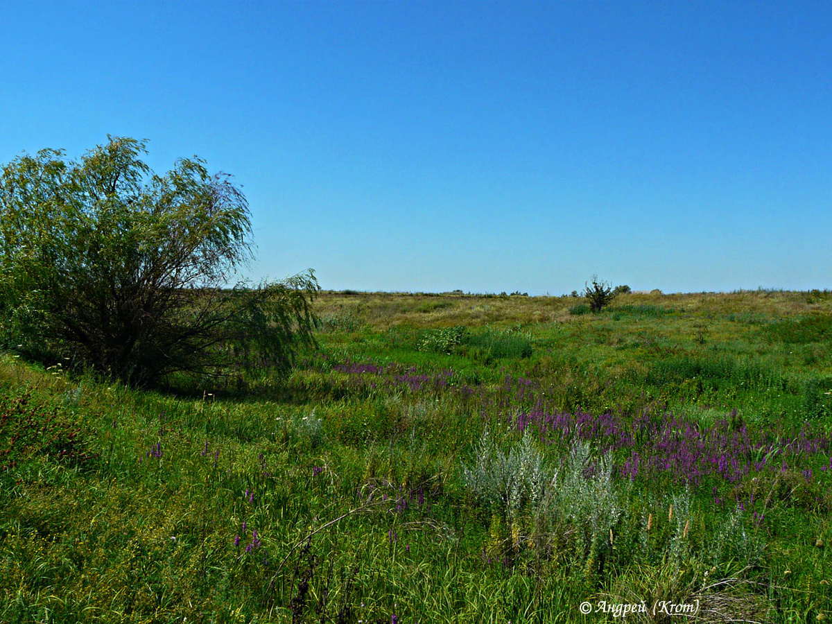 Луговое разнотравье в небольшой балке