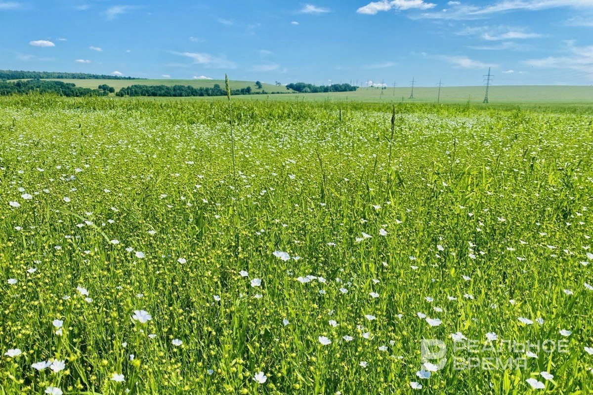   Реальное время / realnoevremya.ru