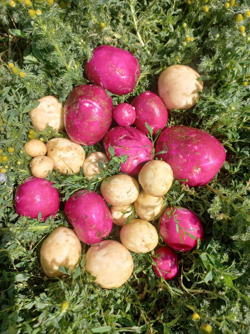 В Республике Беларусь даже отмечают праздник картошки «Картофельная карусель»