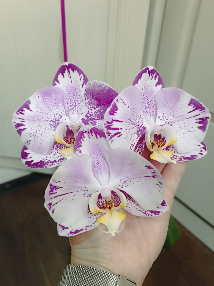 Фаленопсис Виктория, бывший синголо. Цветение лето 2025