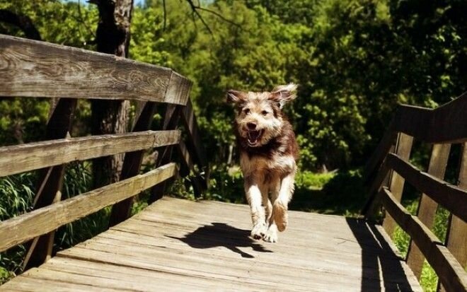 Картинка из свободного доступа