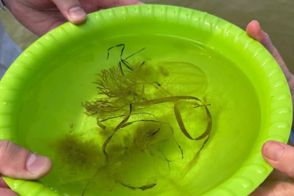    В наиболее чистой зоне прибрежной акватории заповедника Утриш отмечается максимальное биоразнообразие макроводорослей.