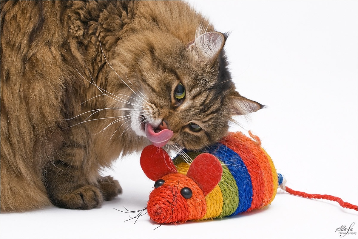 Фото из Интернета.