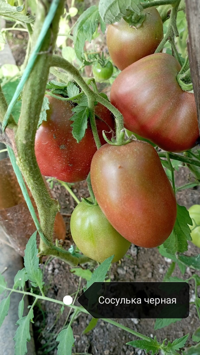 Мы выращиваем "Сосульку черную" в теплице