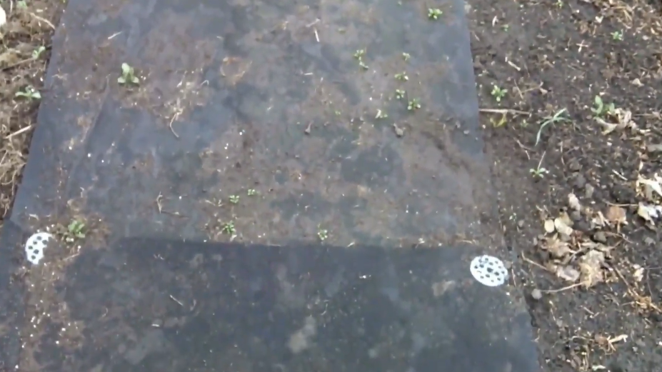 Результат трех лет использования "чудо-материала" - сорняки прорвали пленку, а земля превратилась в камень