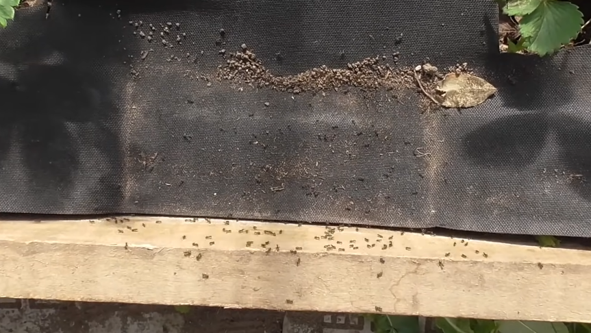 Под черным материалом муравьи чувствуют себя как дома - тепло, темно и никто не мешает