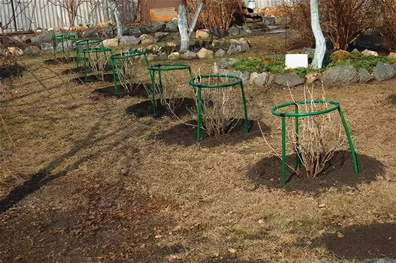 Попытаюсь "сотворить" кустодержатели для смородины и крыжовника