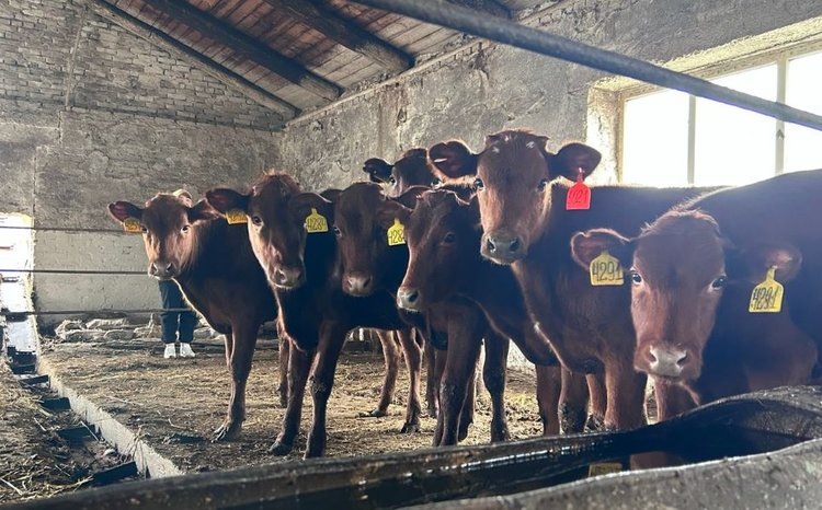    Фото: Башкирский НИИ сельского хозяйства