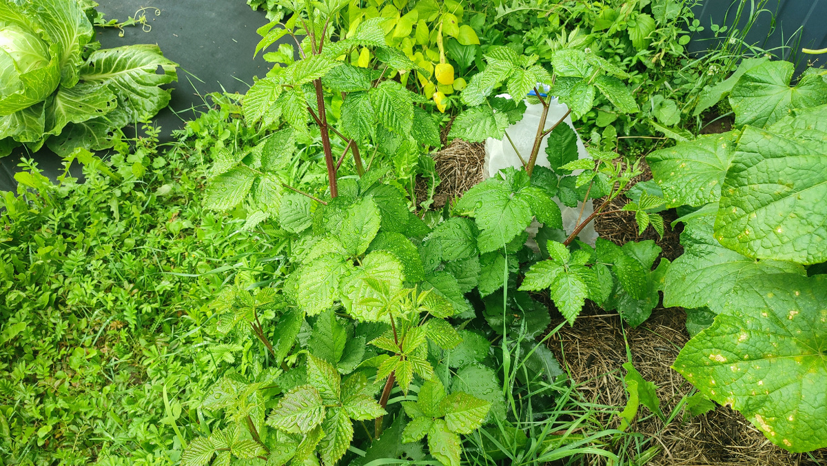 Это моя ежевика. Она уже не входит в одно фото. Верхнее фото, это та часть, что на грядке, а нижнее фото её длинная плеть, я положила её на ящик, но уже нужен второй. Её длина уже к двум метрам подходит