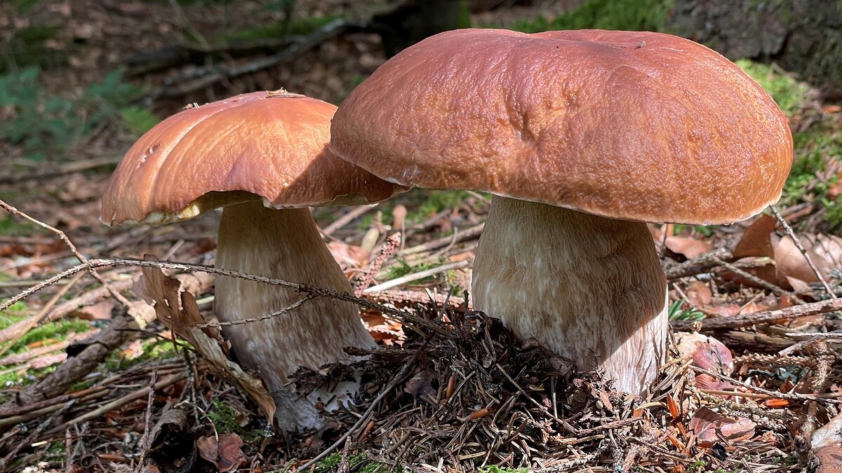 Фото: Valentin Gensch/globallookpress.com