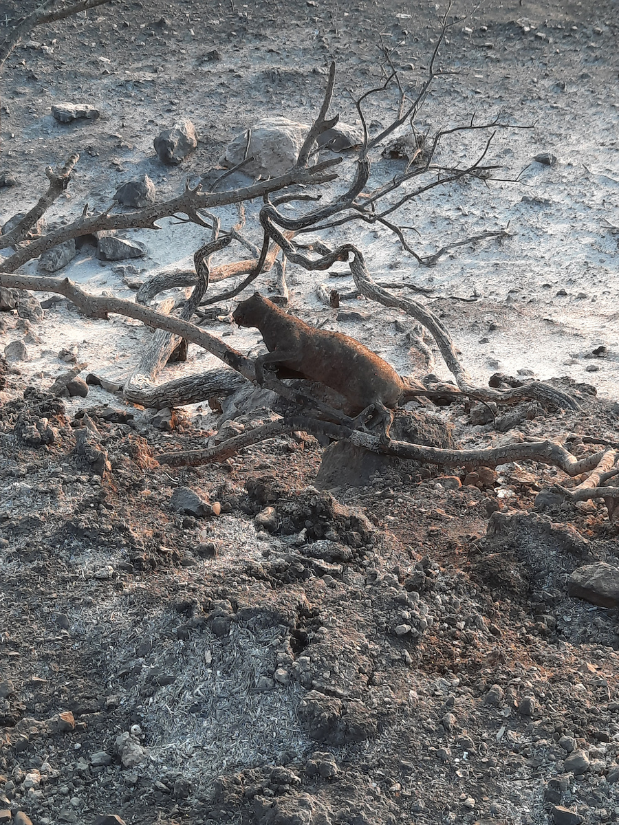 Кошка, сгорела вместе с деревом