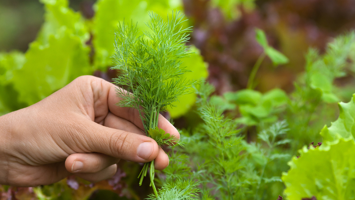 Август - время выгодных покупок зелени