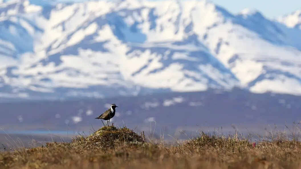    Фото: IMAGO/AGAMI/D. Lopez Velasco/Globallookpress