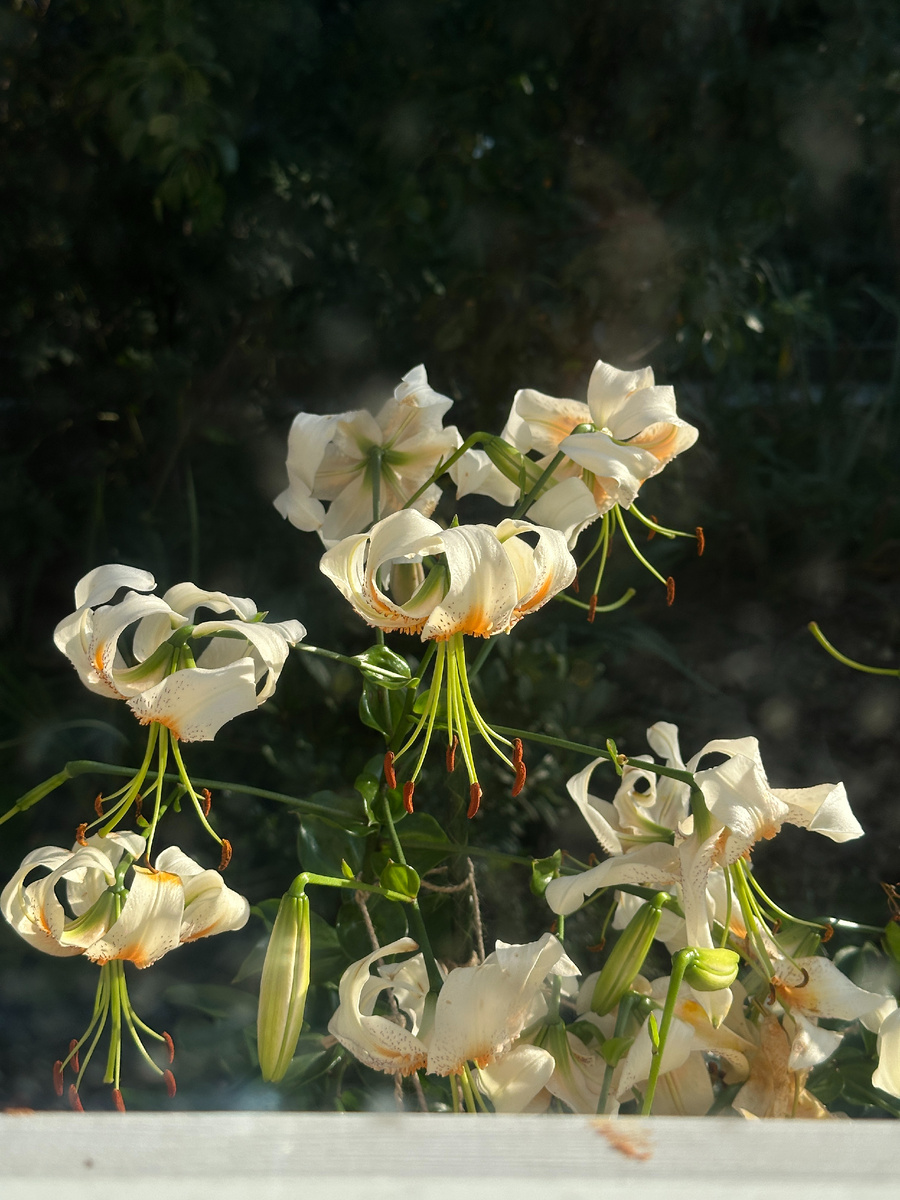 Прямо в окно! Белая полоса внизу - оконная рама.