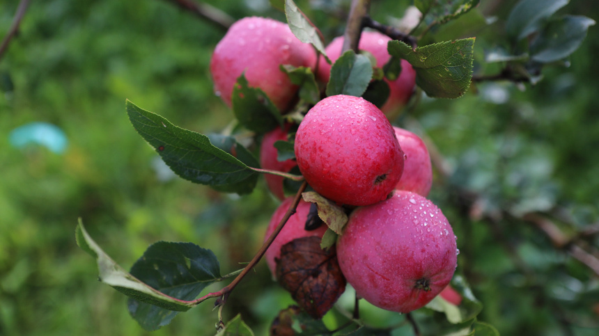    Фото: ИЗВЕСТИЯ/Татьяна Полевая