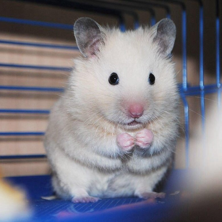 Сирийский хомяк