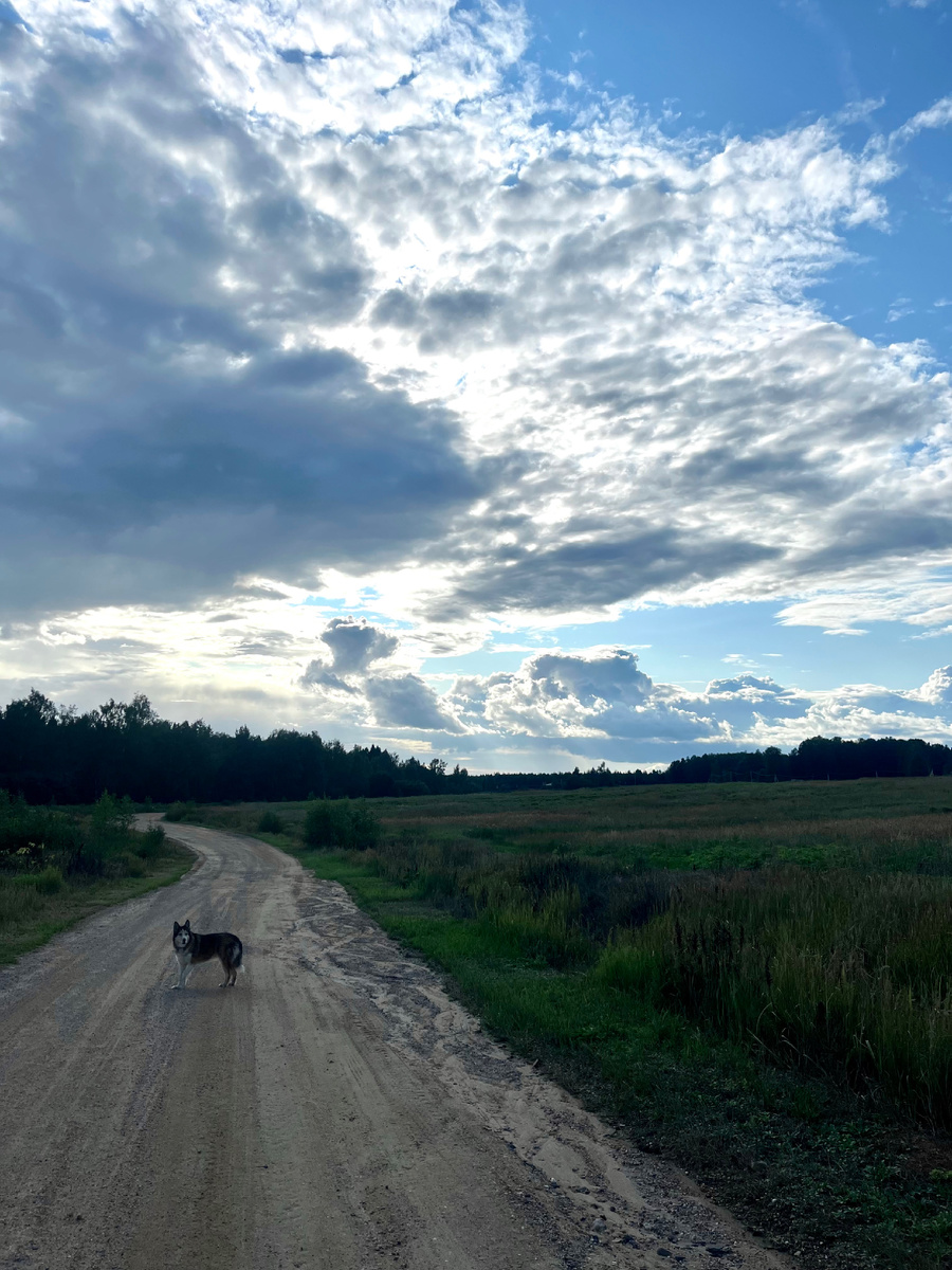 Моя собака и красивое небо на даче