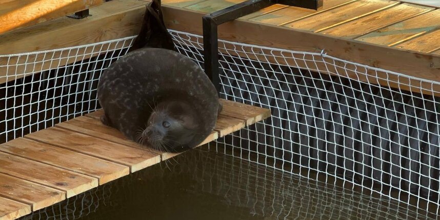    соцсети Фонда друзей балтийской нерпы