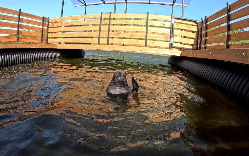    соцсети Фонда друзей балтийской нерпы