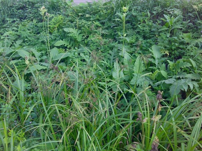 Бодяк огородный с камышом лесным осваивают придорожную канаву (фото из архива автора)