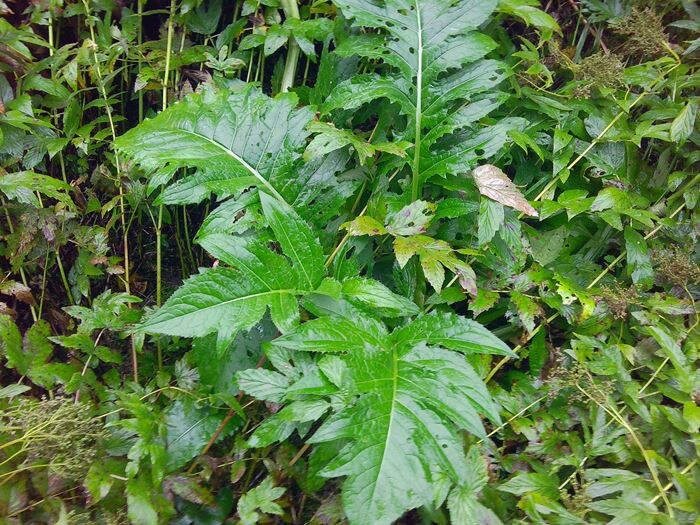 Прикорневые листья бодяка огородного (фото из архива автора)