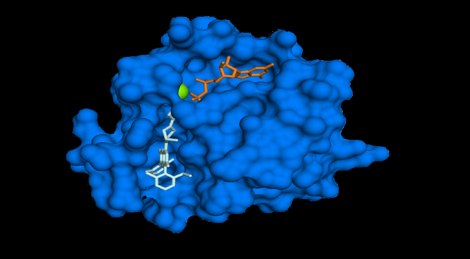   Fvasconcellos / Wikimedia Commons / PD-self