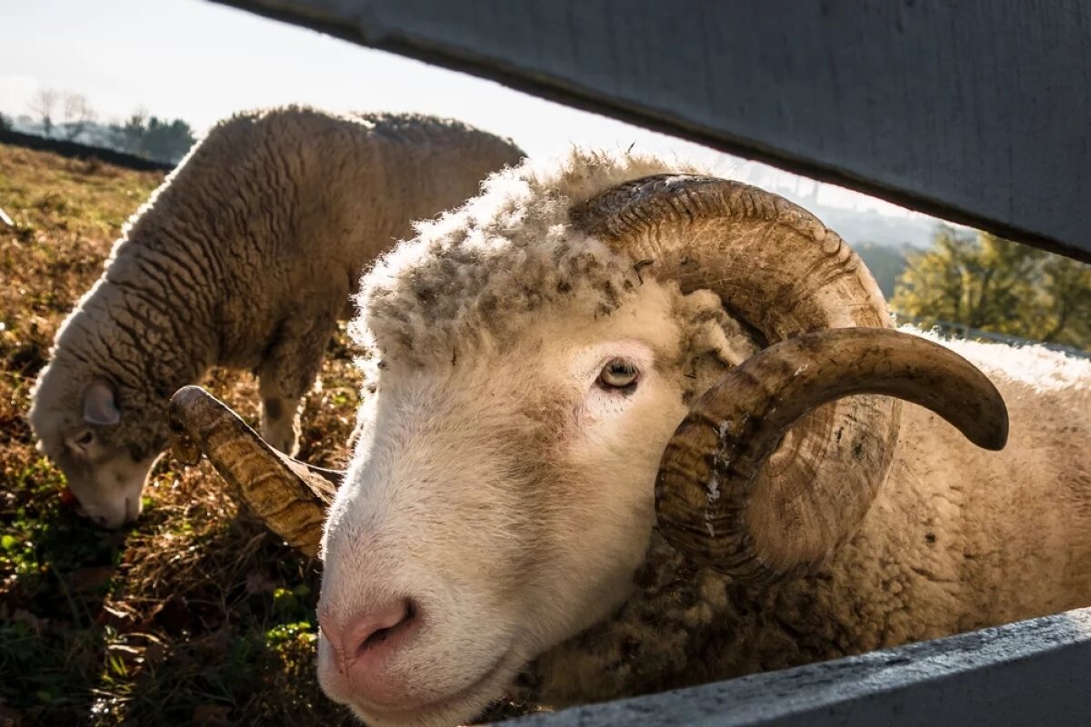    За 6 месяцев 2025 года в Дагестане произвели почти 14 тысяч тонн баранины