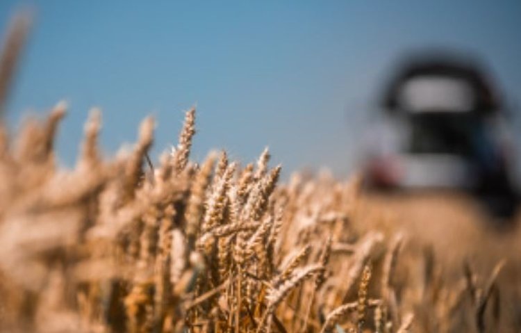    Фото: Минсельхоз Липецкой области