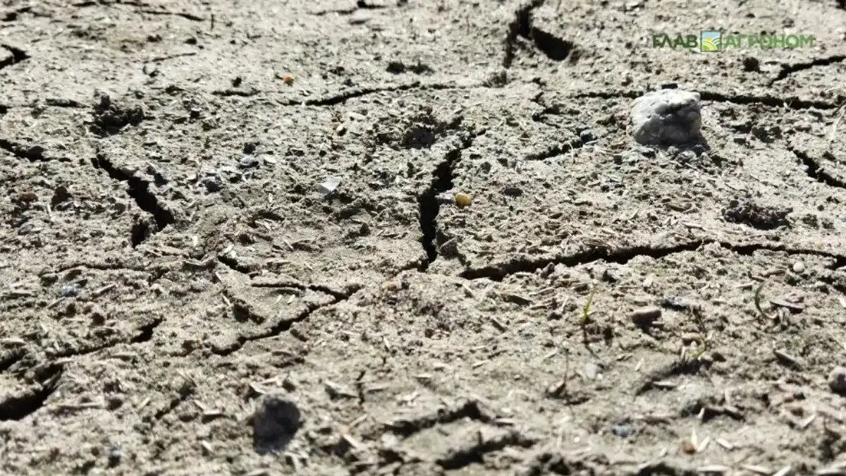 Фото:© Владимир Исаенко / Glavagronom.ru
Минсельхоз: для борьбы с опустыниванием земель необходимы региональные программы