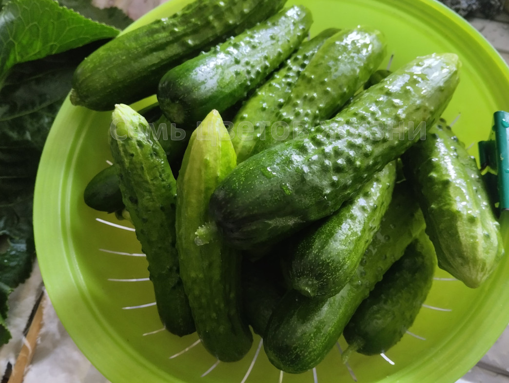 Похолодало и огурчики перестали расти