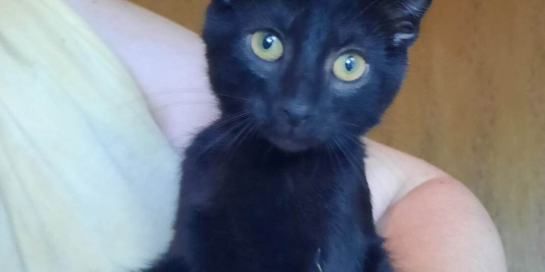 Маму кошку и ее маленьких котят, жестоко выбросили на свалку, на окраину города, без шанса на спасение!!