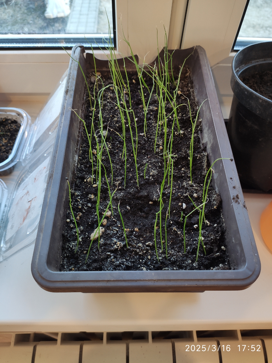 Лук Эксибишен 3 недели