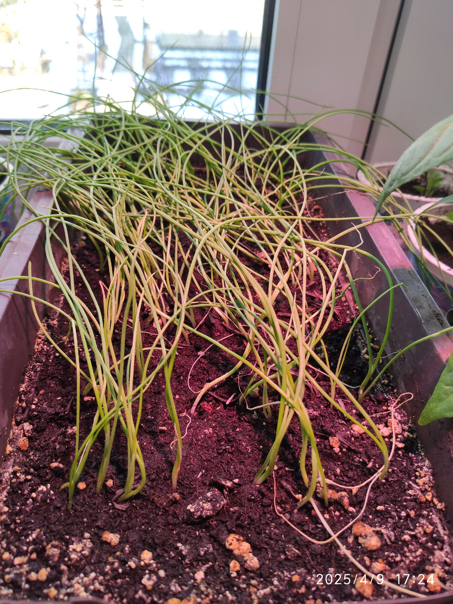 Лук Эксибишен 1,5 месяца