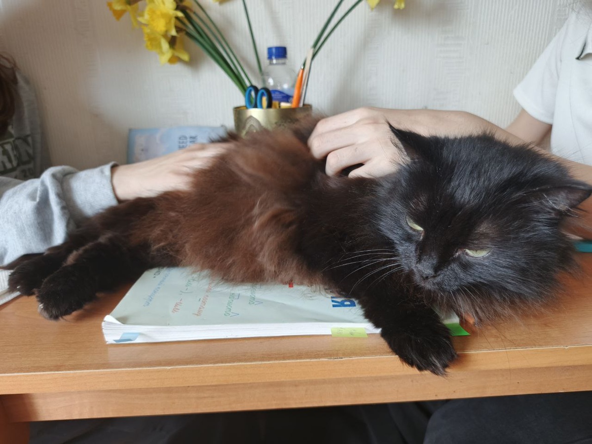 Гладят вдвоём)