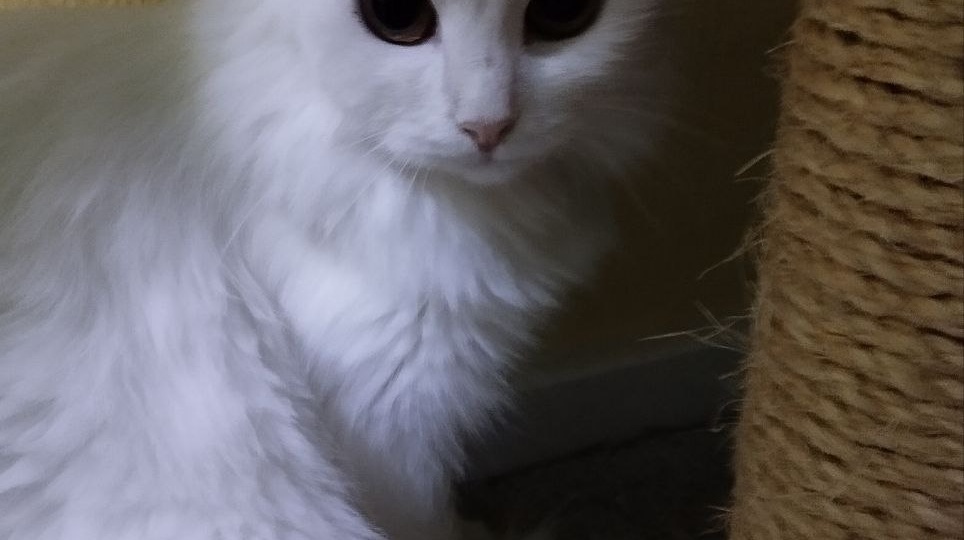 УЕХАЛА ДОМОЙ!! Сидит в уголочке, ей бы зеркальце и бусики. Наряжалась бы и любовалась. Это внешне. А внутри у кошки кричащее одиночество