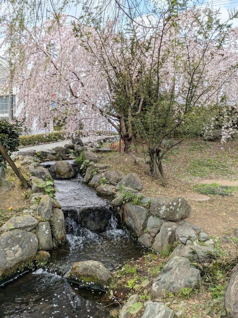 С другого ракурса. По воде плывут опавшие вишнёвые лепестки. Очень живописное местечко.