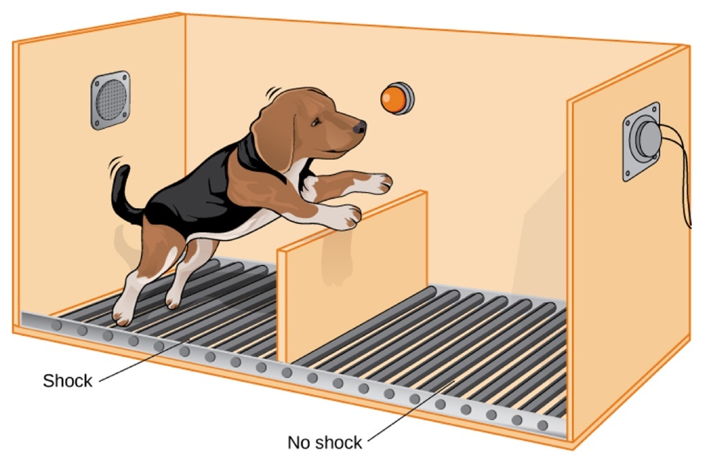 Собака в камере Селигмана. От ударов током можно спастись, главное — верить в себя. Иллюстрация: Rose M. Spielman, CC BY 4.0 / wikimedia.org