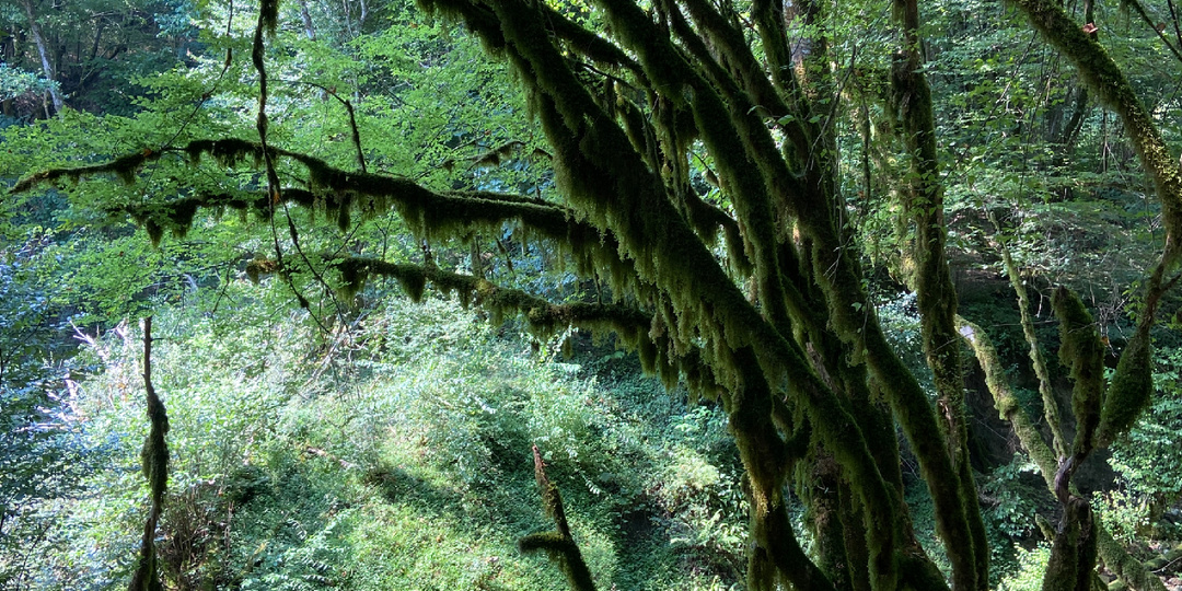 Самое красивое место в Абхазии, куда бы я вернулась снова