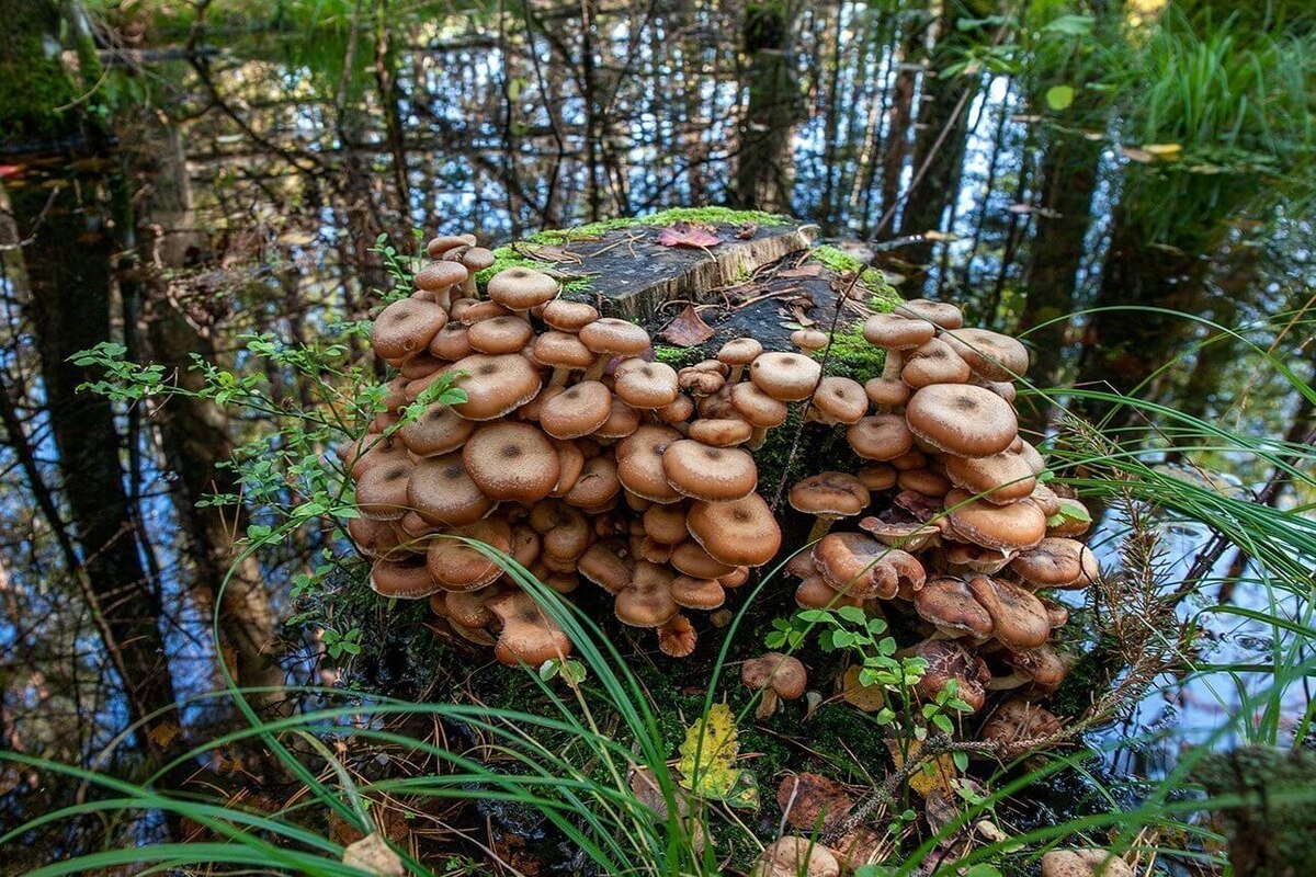    Опята. Источник изображения: kasheloff.ru