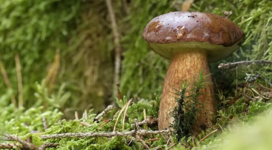    Белый гриб или боровик. Источник изображения: gastronom.ru