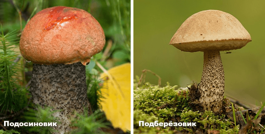    Подосиновик и подберёзовик. Источник изображения: dzen.ru