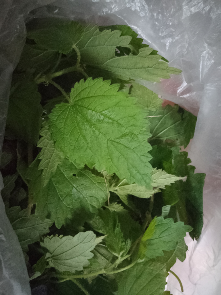 Фото автора. Крапива с дачи