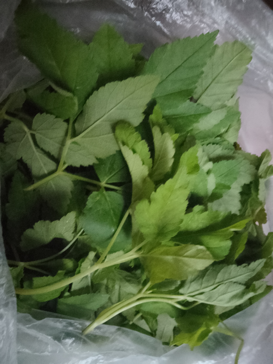 Фото автора. Со собой взяли и сныть.