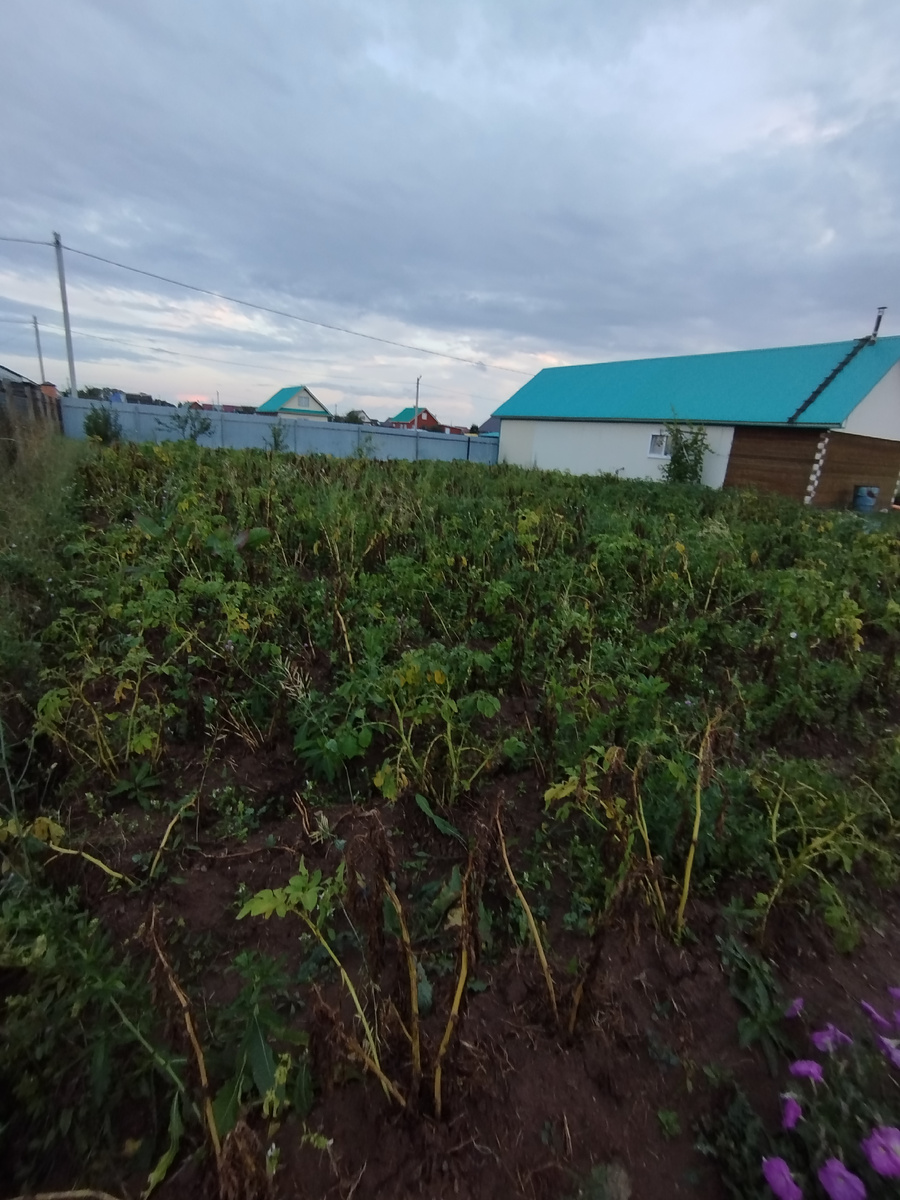 Поле картошки😁 Ботва уже практически высохла