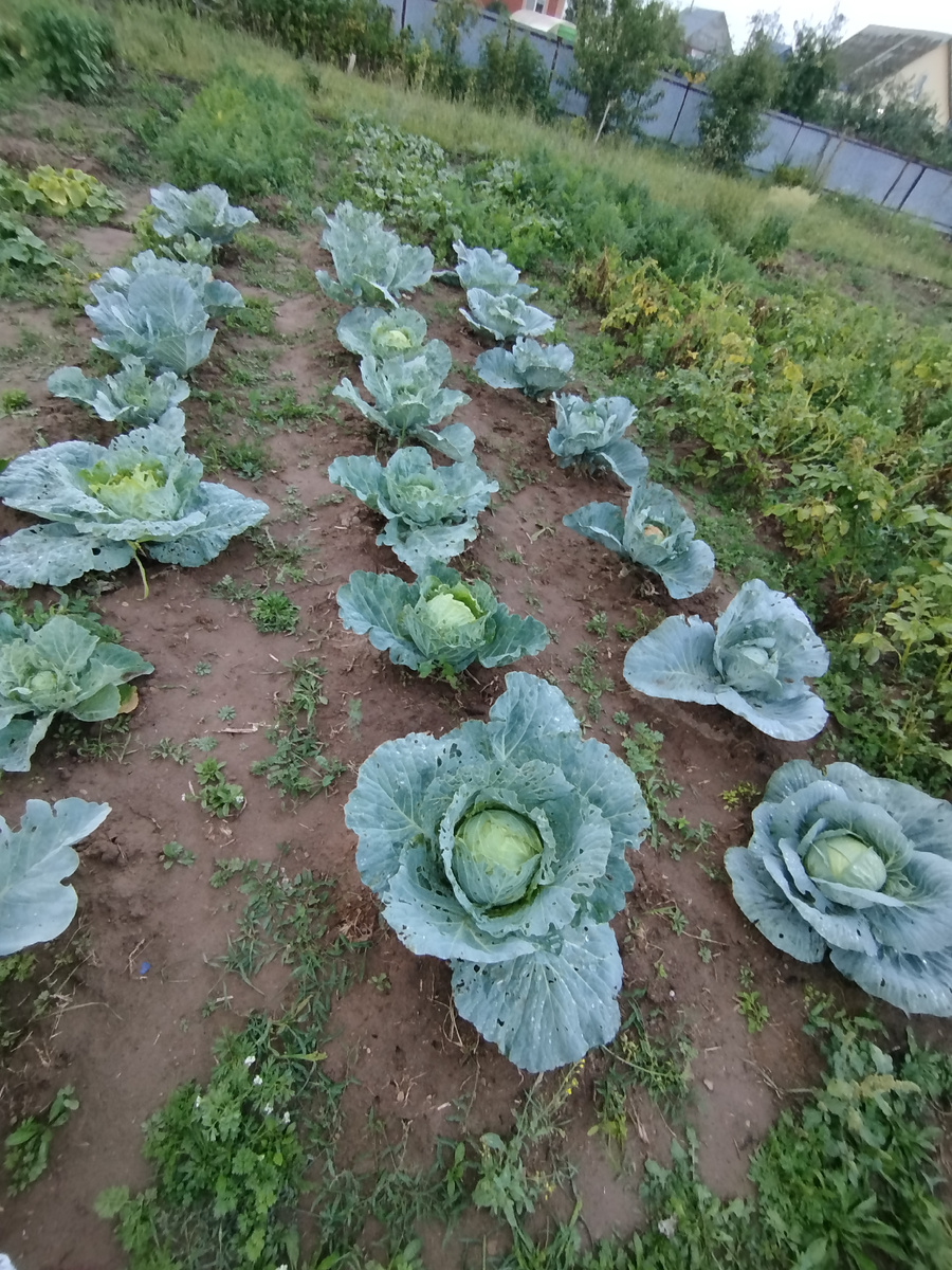 Капуста. К сожалению листья поедают вредители