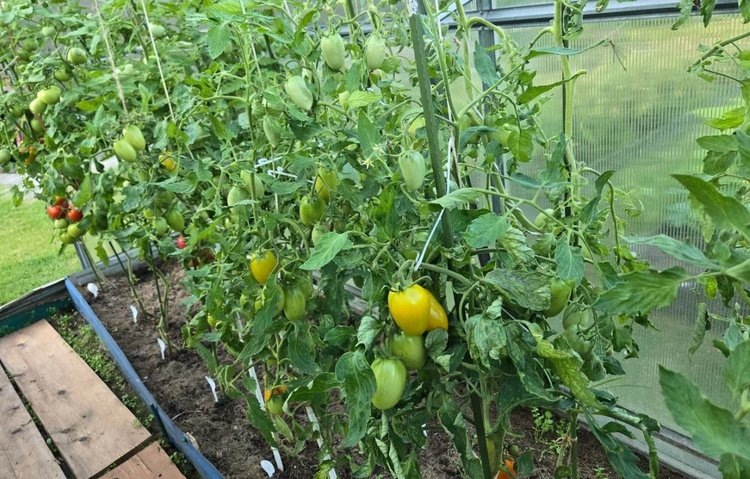 Куда положить помидоры для дозревания