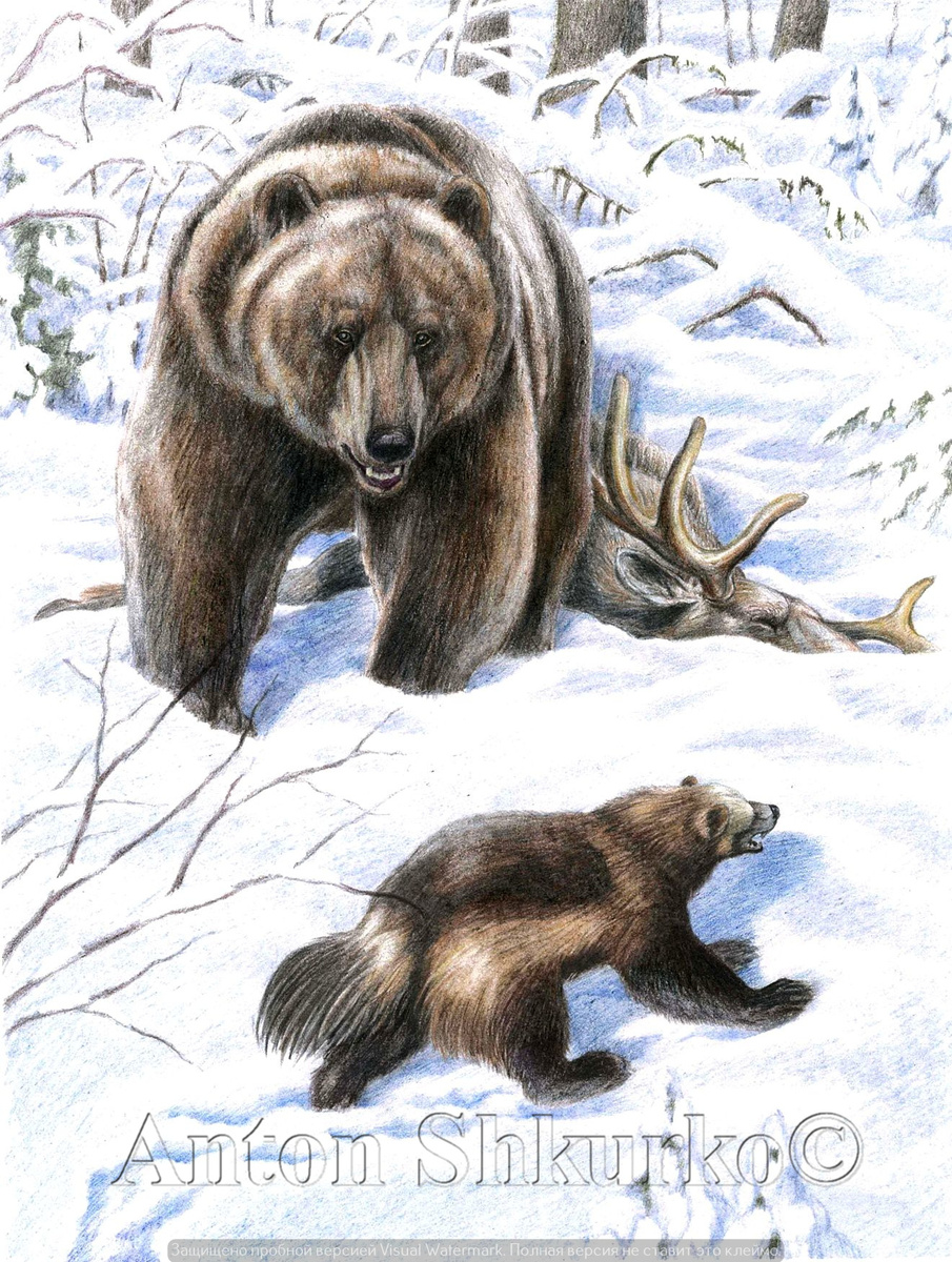 «Не лезь !»  Цветной карандаш, бумага.