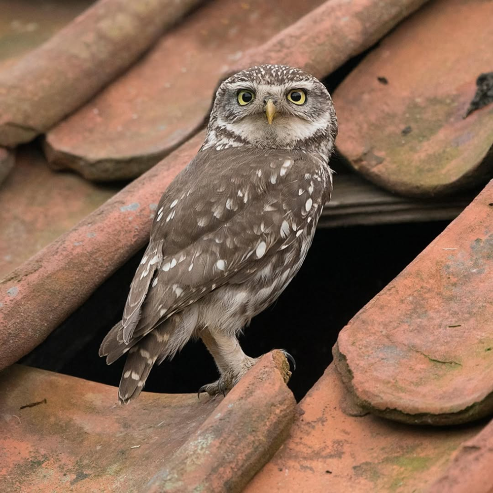 Автор фото: Bert Broers
