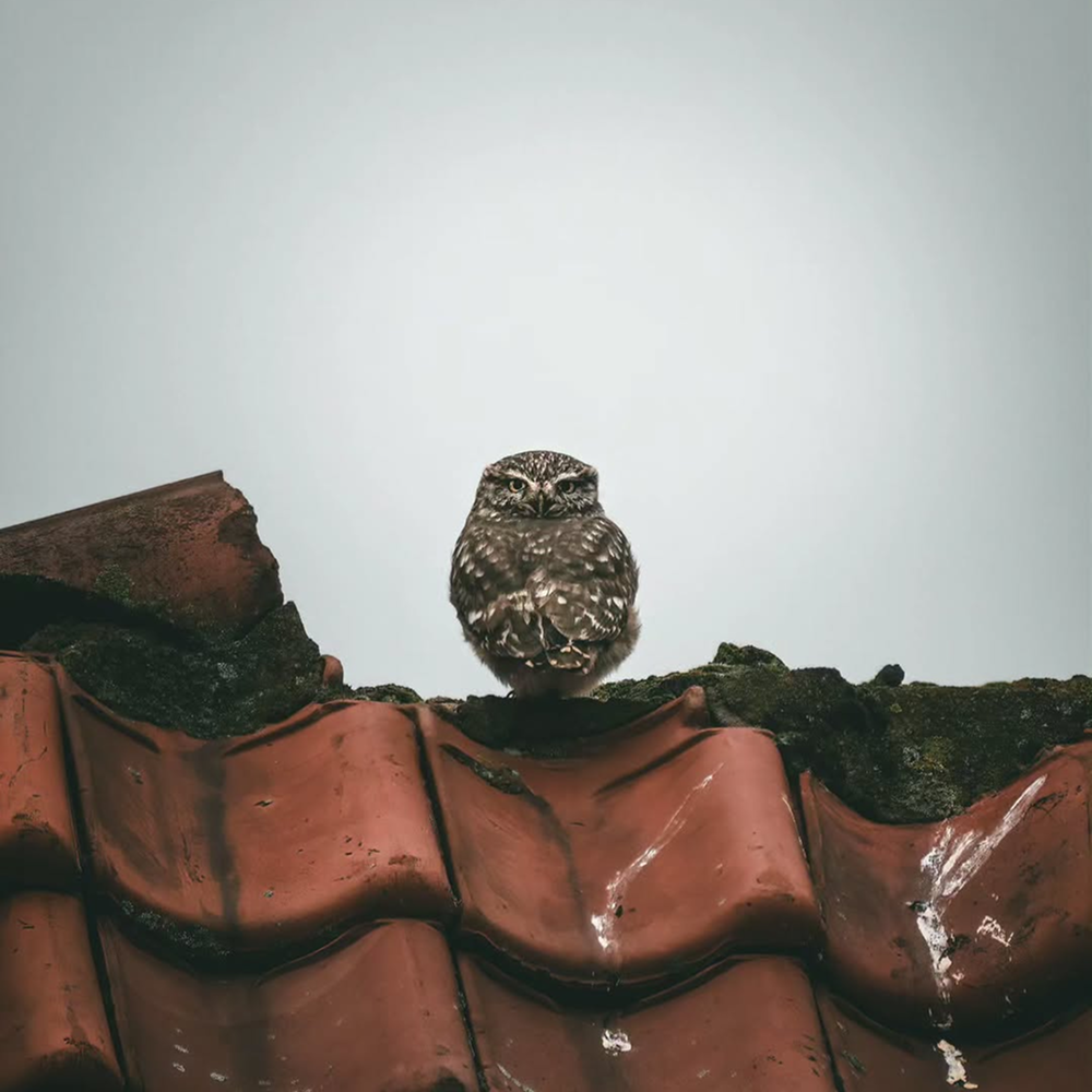 Автор фото: Tim vd Kraats