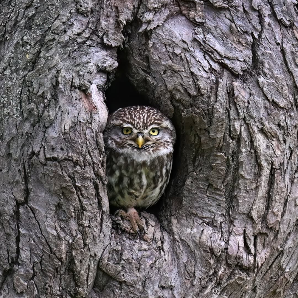 Автор фото: Fabian Veith